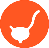 icon depicting the left ureter